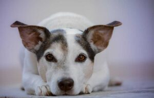 Bronchitis in Dogs