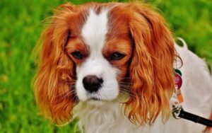 Clostridium Difficile continued