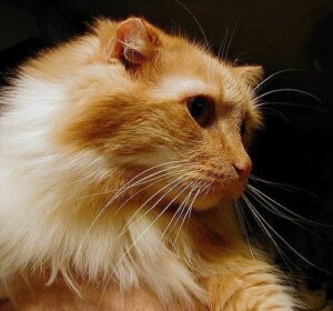 cat hairball