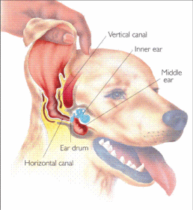 dog ear infections