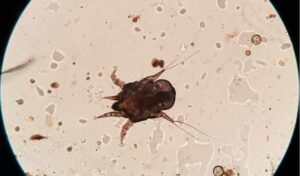 dog mites