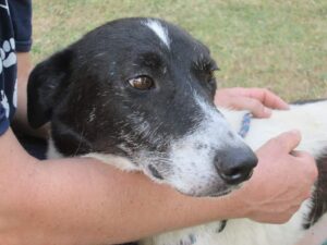 CLOSTRIDIUM DIFFICILE in dogs