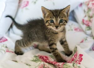 kitten care