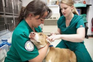 pet tech vet