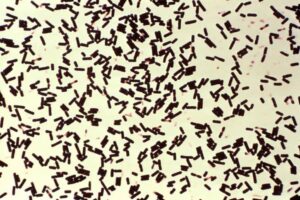 Clostridium perfringens in pets