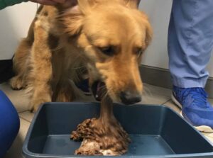 dog vomiting