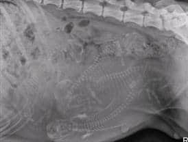 Radiograph of Calcified Puppies In Utero