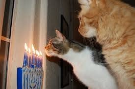 cat blowing out candles
