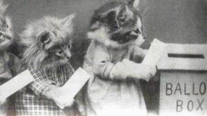 cat voting