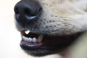 dog mouth