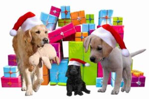 dog christmas