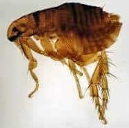 flea control for pets