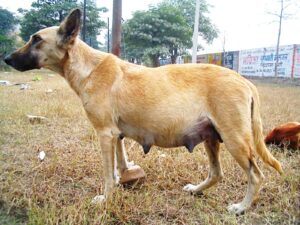 pregnant dog