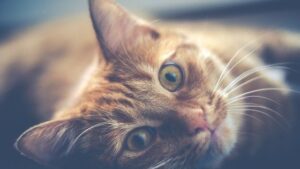 sad cat