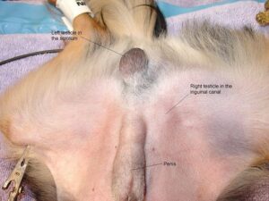 RETAINED TESTICLES IN DOGS