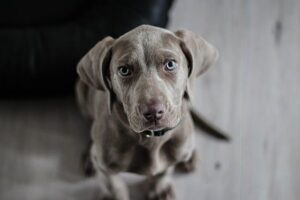 chocolate lab dog laying down