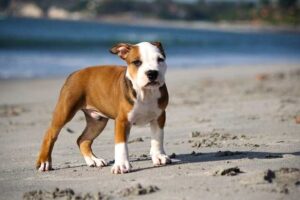 pitbull in the sun