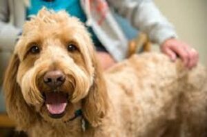 fluid therapy in pets