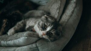 new cat with baby