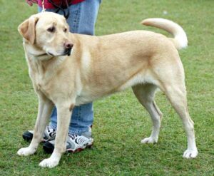 yellow lab dog