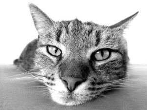 Subcutaneous to Dogs and Cats