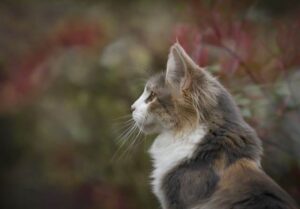 cat in field