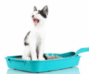 cat in litterbox