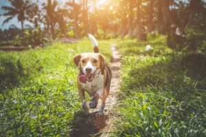 pets high blood pressure