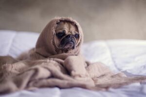 sick dog