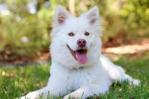 white dog in grass