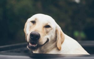 yellow lab