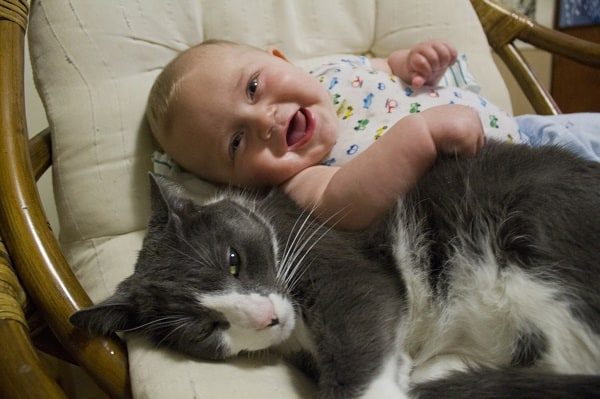Introducing the New Baby to Your Cat