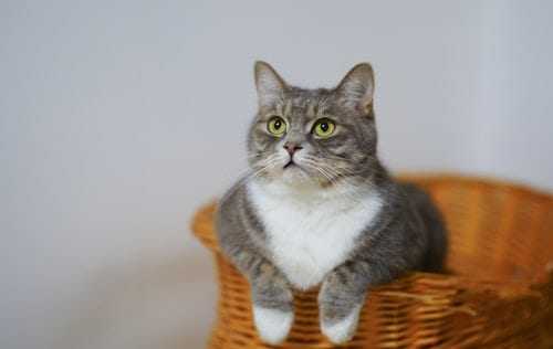 cat sitting in basket