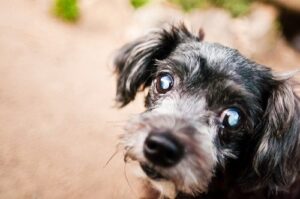cloudy eyes in male dog at a Houston Vet