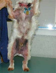 dermatitis in male dog