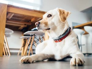 yellow lab