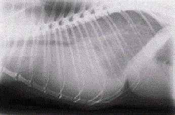 dog chest radiograph