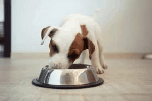 dog eating