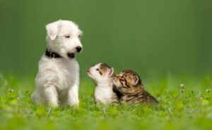 puppy and kittens