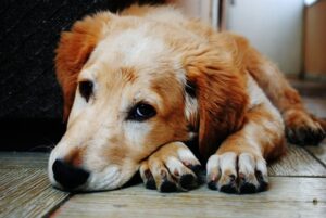 male dog that's sick