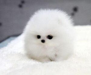 puppy