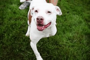 amputated dog