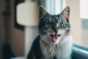 cat