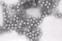 Electron micrograph of the feline calicivirus.