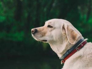 cataracts yellow lab