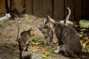 cats playing outside