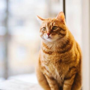 overweight cat