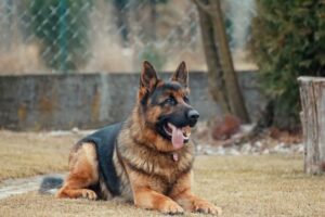 german shepherd lying down