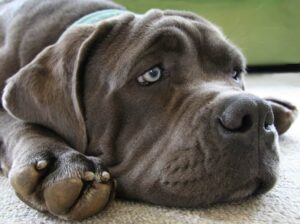 dog that is sick
