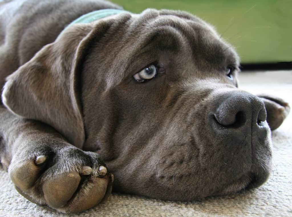 dog that is sick